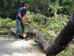 Best Hazardous Tree Removal  in Woodway, TX